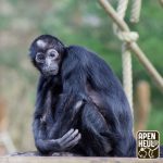 Apenheul neemt afscheid van icoon: oudste bewoner Pepi (57) op oudejaarsdag overleden