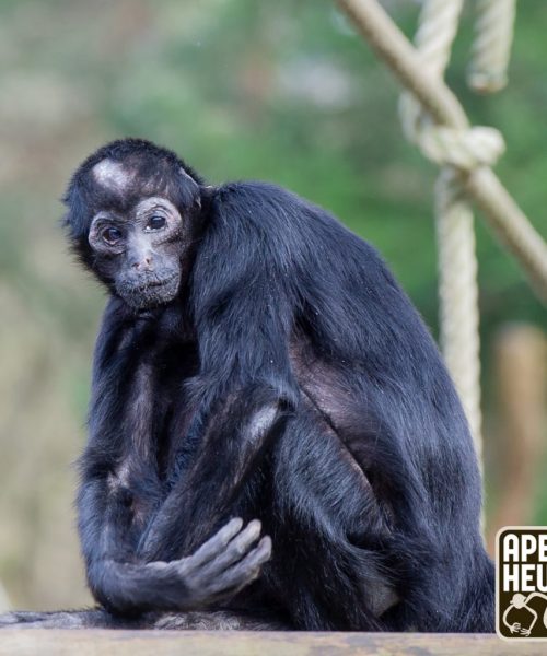 Apenheul neemt afscheid van icoon: oudste bewoner Pepi (57) op oudejaarsdag overleden
