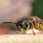 Meer dan 1.750 wespennesten gered: mensen kiezen steeds vaker voor wespvriendelijke oplossingen